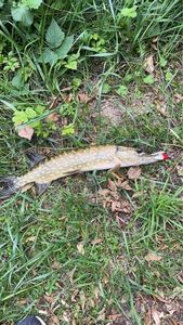 Northern Pike