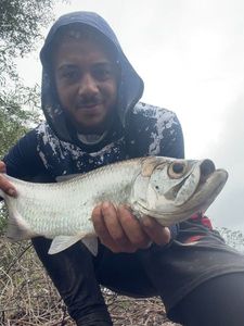Tarpon
