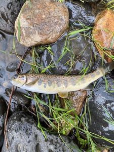 Brown Trout