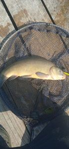 Tench
