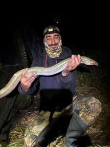 European Eel (Common Eel)