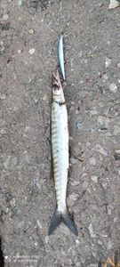 Great Barracuda