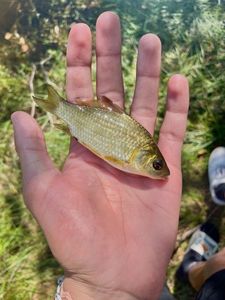 Crucian Carp