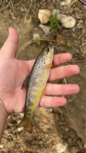 Brown Trout