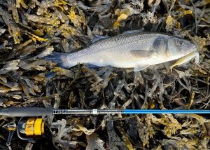 European Bass (Seabass)