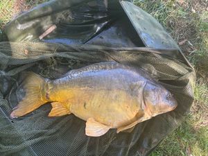 Mirror Carp