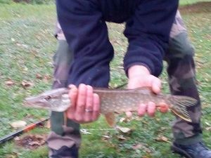 Northern Pike