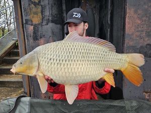 Common Carp