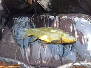 Tench