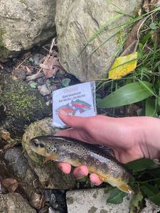Brown Trout