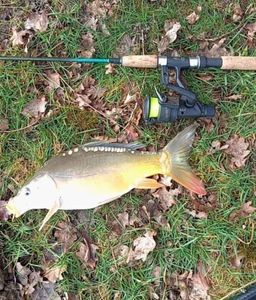 Mirror Carp