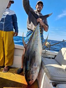 Yellowfin Tuna