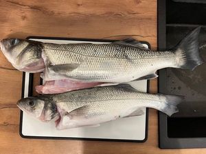 European Bass (Seabass)