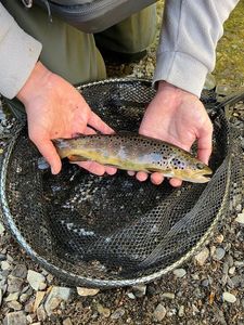 Brown Trout
