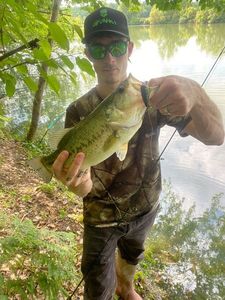 Largemouth Bass