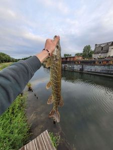 Northern Pike