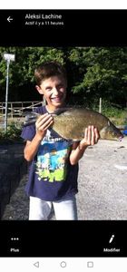 Common Bream