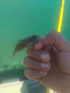 Kessler's Goby