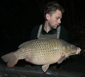 Common Carp