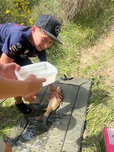 Mirror Carp