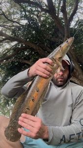 Snakehead
