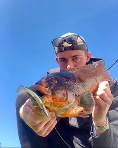 Ballan Wrasse