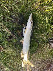 Northern Pike