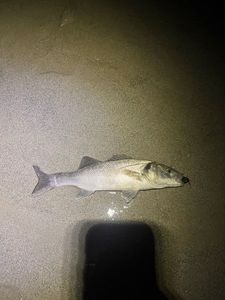 European Bass (Seabass)