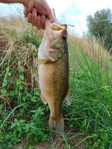 Largemouth Bass