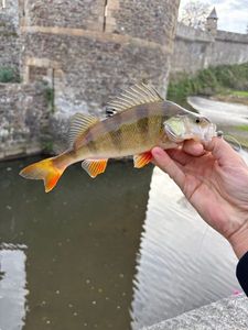 European Perch