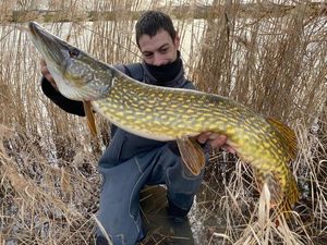 Northern Pike