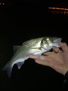 European Bass (Seabass)