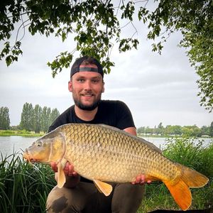 Common Carp