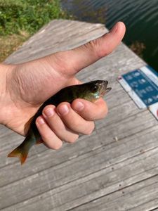 European Perch
