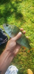European Perch