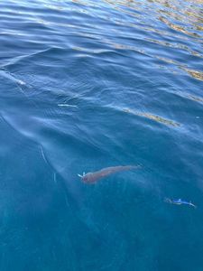 Inshore Lizardfish