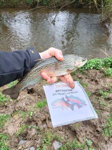 Rainbow Trout