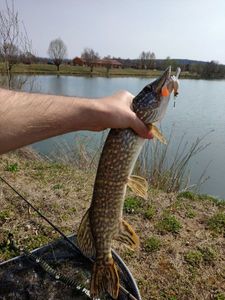 Northern Pike