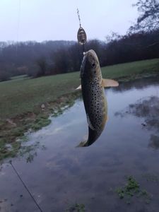 Brown Trout