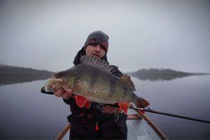 European Perch