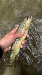 Brown Trout