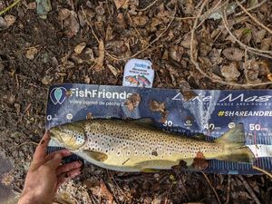 Brown Trout