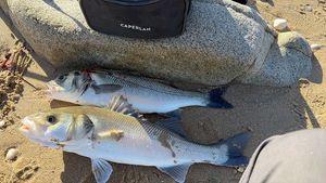 European Bass (Seabass) caught by Thierry Bernier