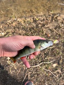 European Perch
