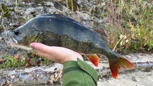 European Perch