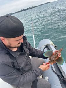 Grey Gurnard