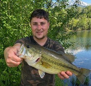 Largemouth Bass