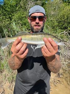 Zander