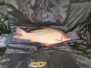 Common Carp