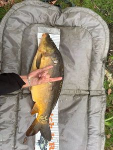 Mirror Carp